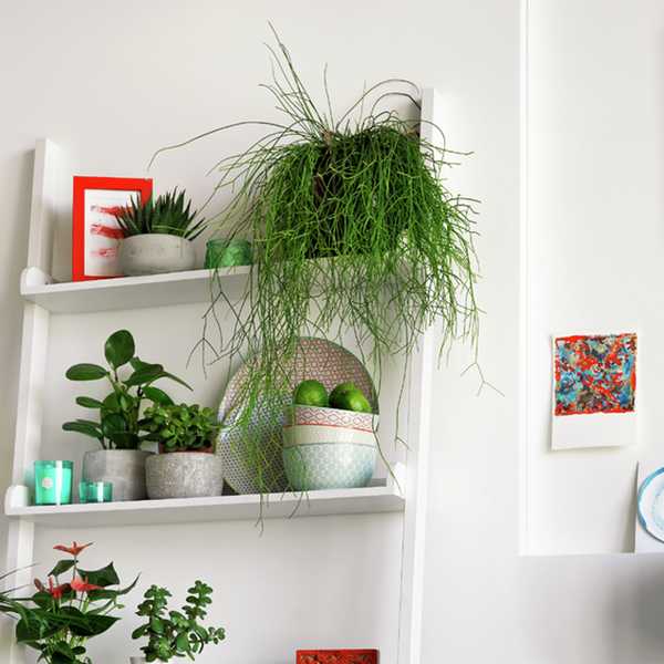 A Habitat ladder shelf in white displaying multiple indoor planters, books, wine glasses and other home products. 